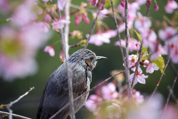 桜の枝にとまる小鳥