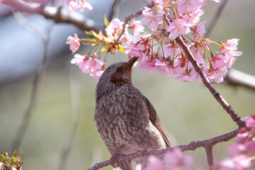 桜をついばむ鳥