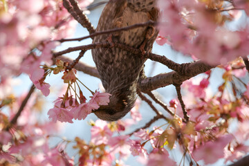 桜をついばむ小鳥