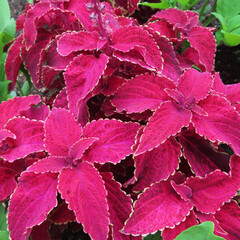 夏にコリウスが葉を赤く染めています