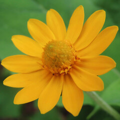 夏にメランポジウムが黄色い花を咲かせています