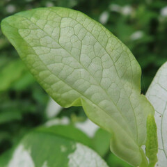 夏にハンゲショウが葉を白く染めています