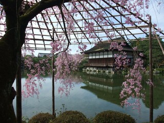 桜が満開の平安神宮庭園
