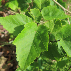 春にウキツリボクが赤い花を咲かせています