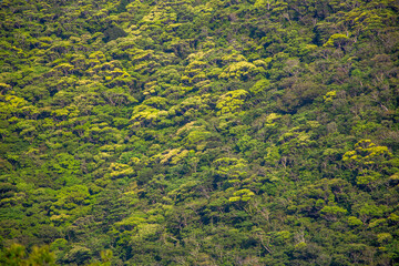 奄美, 新緑の朝,
