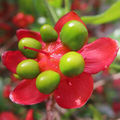 春にミッキーマウスの木が赤い花を咲かせています