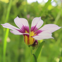 Fototapeta premium 春にニワゼキショウが白と紫の花を咲かせています