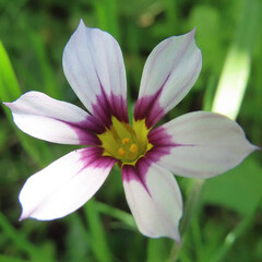 春にニワゼキショウが白と紫の花を咲かせています
