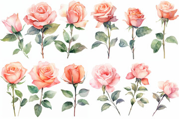 Watercolor  pink  roses set isolated  on white background.  Clip arts for graphic resources. 