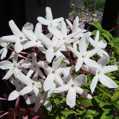 春にジャスミンが白い花を咲かせています