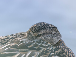 A duck rests peacefully with its head tucked under its wing, embracing a moment of peaceful rest....