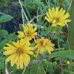 春にジシバリが黄色い花を咲かせています