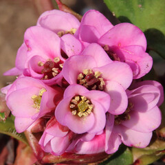 春にヒマラヤユキノシタがピンク色の花を咲かせています