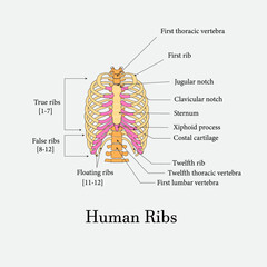 Human Ribs, rib labeled, Human rib bones, ribs diagram labeled, ribs cage diagram with labels, diagram rib cage labeled, ribs bones labeled, human rib diagram, rib anatomy, rib skeleton, Rib labeling © AestheticDesigner