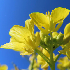 早春にナノハナが黄色い花を咲かせています