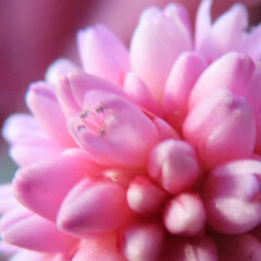 冬にヒメツルソバがピンク色の花を咲かせています