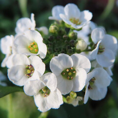 Naklejka na ściany i meble 冬にアリッサムが白い花を咲かせています