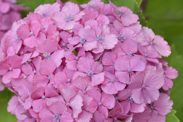 ピンクの紫陽花