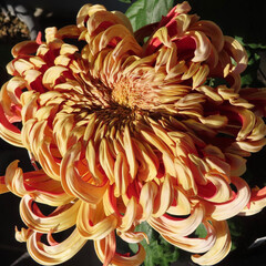 冬にキクが黄色い花を咲かせています