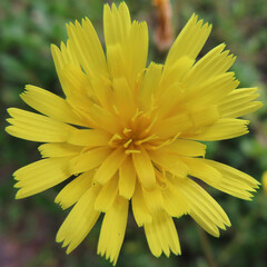 冬にコウゾリナが黄色い花を咲かせています