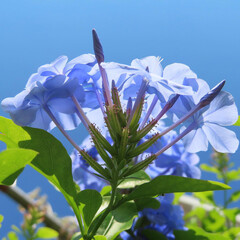 秋にルリマツリが青い花を咲かせています