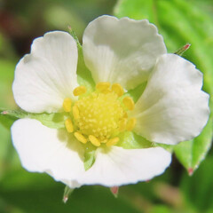 秋にワイルドストロベリーが白い花を咲かせています