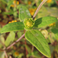 秋にメランポジウムが黄色い花を咲かせています
