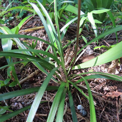 秋にヤブランが紫の花を咲かせています