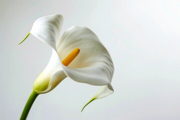 Calla Lily Symbolizing Love and Purity. Generative AI.