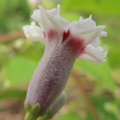 夏にサオトメカズラが白い花を咲かせています