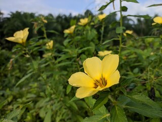 turnera ulmifolia flower in the morning