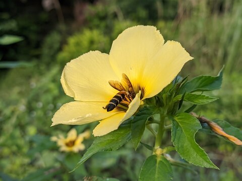 bee on damiana flower (turnera ulmifolia)