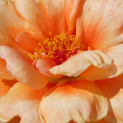 夏にマツバボタンがオレンジ色の花を咲かせています