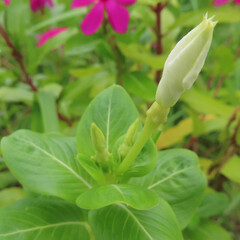 夏にニチニチソウが白い花を咲かせています