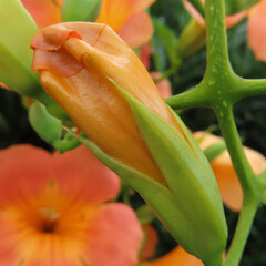 夏にノウゼンカズラがオレンジ色の花を咲かせています