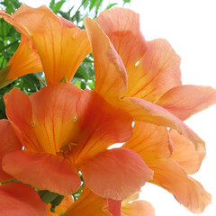 夏にノウゼンカズラがオレンジ色の花を咲かせています