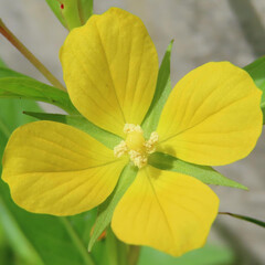 夏にヒレタゴボウが黄色い花を咲かせています