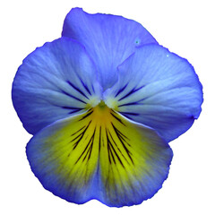 blue anemone flower isolated on white background, transparent png graphic, vector image illustration