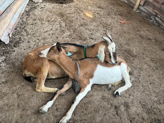 Goats sleeping in a farm