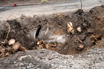 Road construction and excavation project, digging up stump and cracked cement pipe
