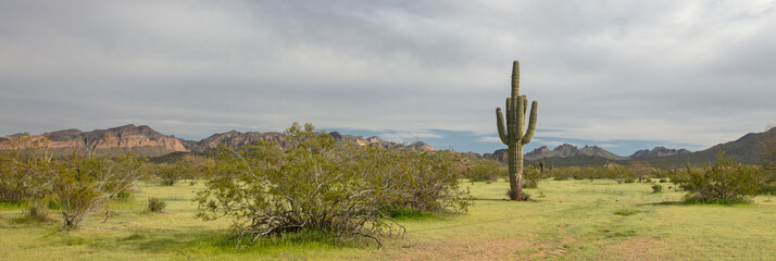 Saguaro cactus in the Salt River management area near Scottsdale Mesa Phoenix Arizona United States