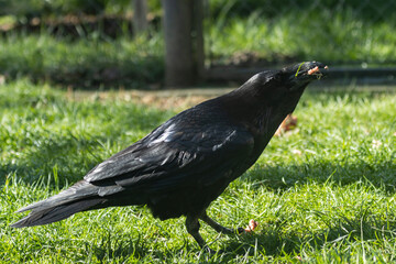The raven, with its black plumage, bright eyes, exudes an aura of mysticism. With a reputation...