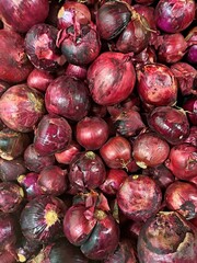 Red kitchen onion (Allium cepa)