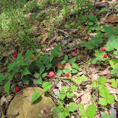 春にヘビイチゴが赤い実をつけています