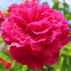 春にバラが赤い花を咲かせています