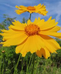 春にオオキンケイギクが黄色い花を咲かせています