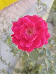 pink rose flower