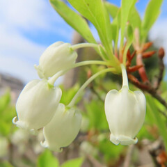 春にドウダンツツジが白い花を咲かせています