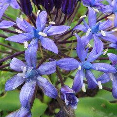 春にシラーペルビアナが青い花を咲かせています