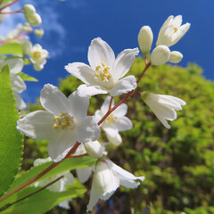 春にヒメウツギが白い花を咲かせています